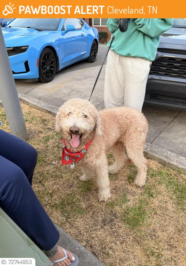 Found/Stray Male Dog last seen Paul huff Pkwy, Cleveland, TN 37312