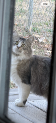 Found/Stray Unknown Cat last seen King rd , Brevard, NC 28712