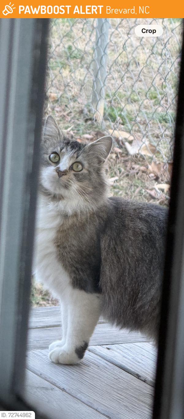 Found/Stray Unknown Cat last seen King rd , Brevard, NC 28712