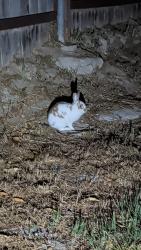 Found/Stray Unknown Rabbit last seen Galbar Street, Oceanside California , Oceanside, CA 92056