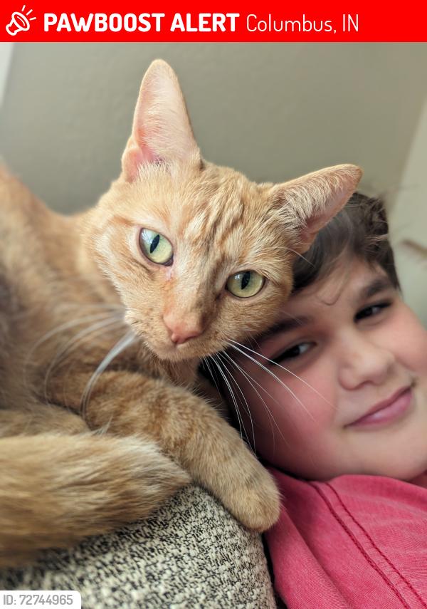 Lost Female Cat last seen Deaver Rd, REMC, Columbus, IN 47201