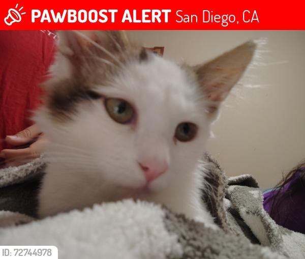 Lost Male Cat last seen Near bonsall st , San Diego, CA 92114