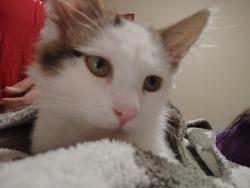Lost Male Cat last seen Near bonsall st , San Diego, CA 92114
