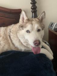 Lost Female Dog last seen Near the hse, Lipan, TX 76462