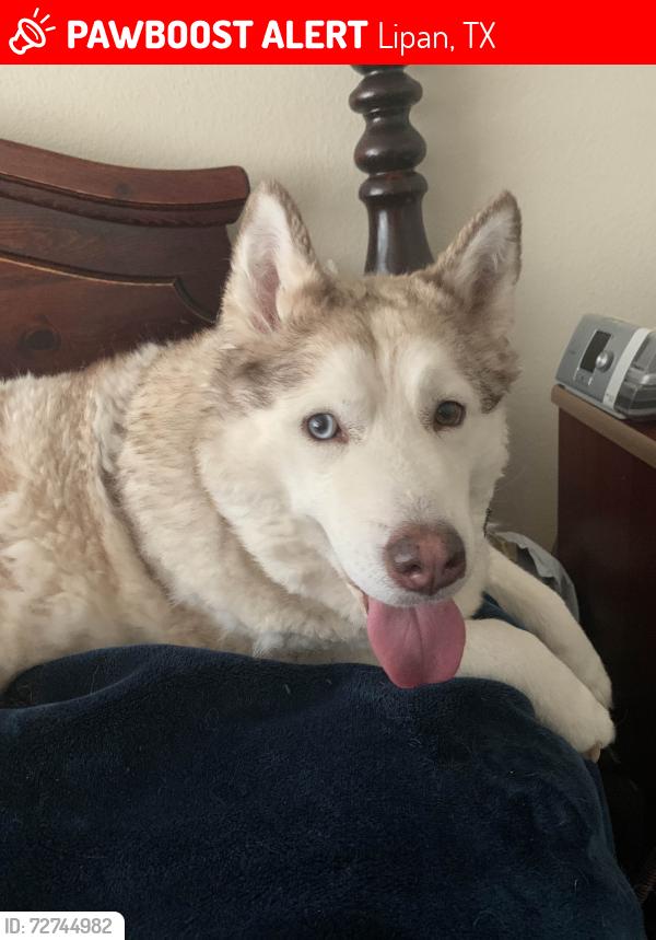 Lost Female Dog last seen Near the hse, Lipan, TX 76462