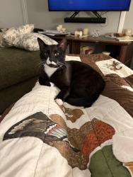 Lost Male Cat last seen Our hse on old pond creek rd, Whites Bend, TN 37143