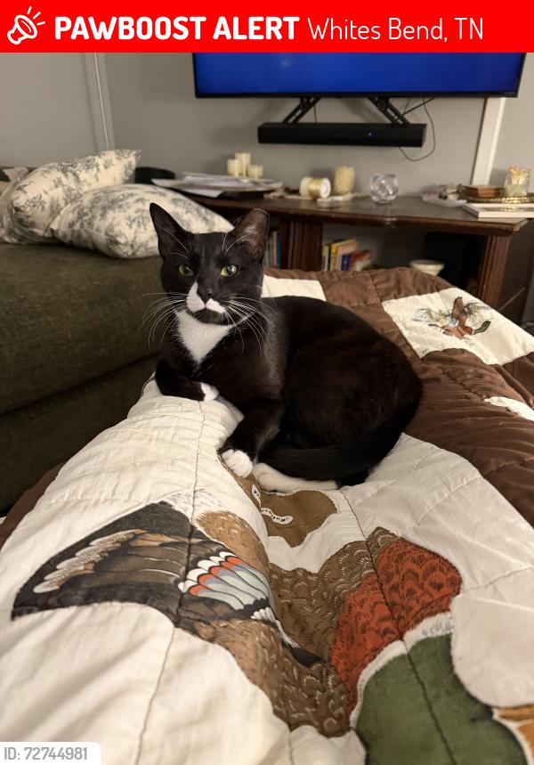 Lost Male Cat last seen Our hse on old pond creek rd, Whites Bend, TN 37143
