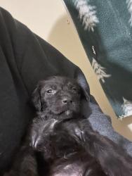 Lost Female Dog last seen Carter corner and bethel , Florence, SC 29506