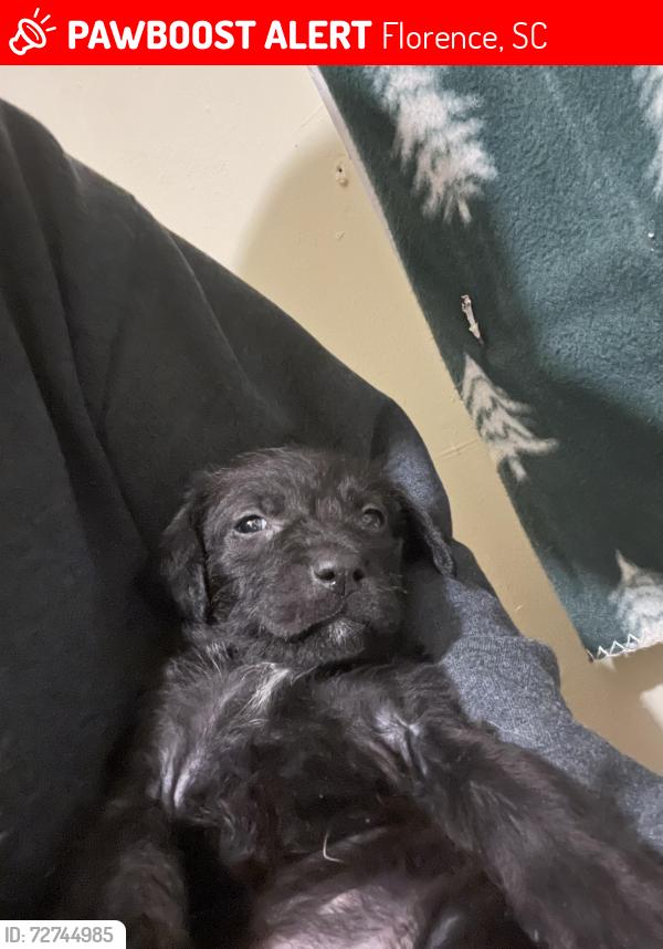 Lost Female Dog last seen Carter corner and bethel , Florence, SC 29506