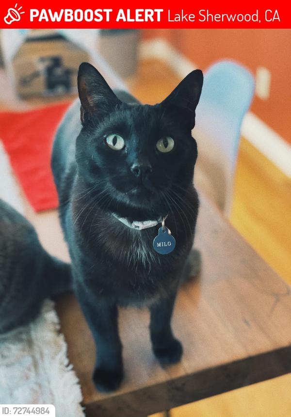 Lost Male Cat last seen Across the street from Maid Maríon Park, Lake Sherwood, CA 91361