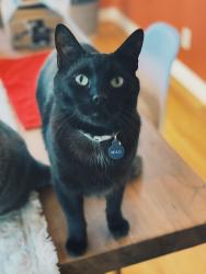 Lost Male Cat last seen Across the street from Maid Maríon Park, Lake Sherwood, CA 91361