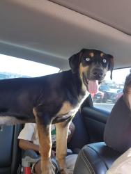 Found/Stray Unknown Dog last seen Starbucks, Joplin, MO 64801