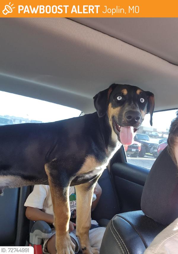 Found/Stray Unknown Dog last seen Starbucks, Joplin, MO 64801