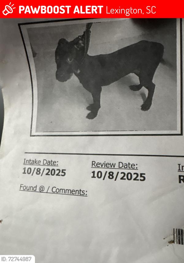 Lost Male Dog last seen Windy Wood at Elbert Taylor, Lexington, SC 29073