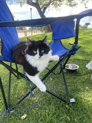 Lost Female Cat last seen Sycamore ave, Orange, CA 92868