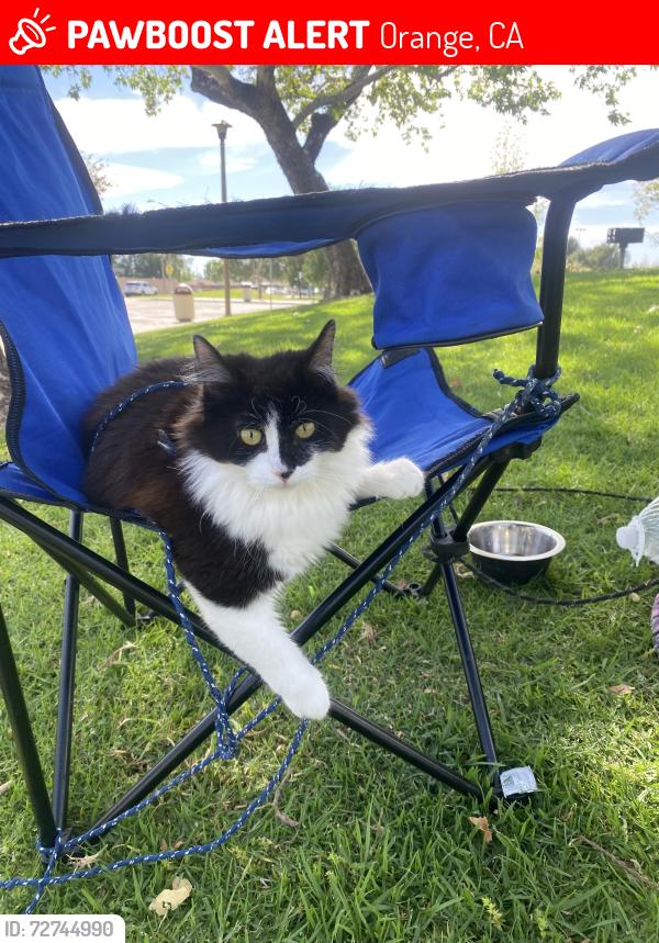 Lost Female Cat last seen Sycamore ave, Orange, CA 92868