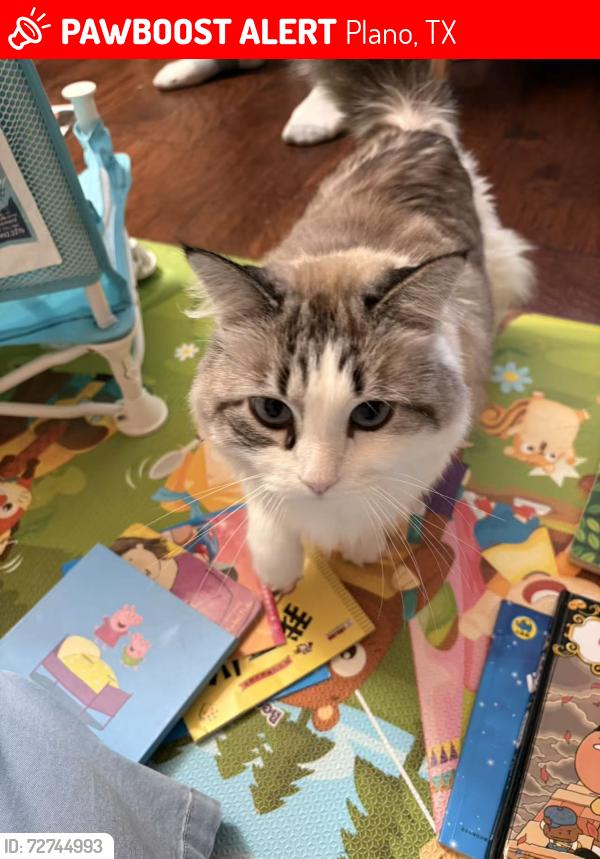Lost Female Cat last seen Hidden Meadow Park, Plano, TX 75025