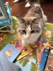Lost Female Cat last seen Hidden Meadow Park, Plano, TX 75025
