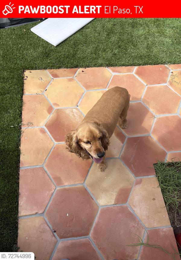 Lost Male Dog last seen Mesa St, El Paso, TX 79902