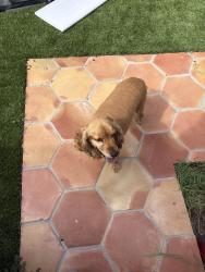 Lost Male Dog last seen Mesa St, El Paso, TX 79902