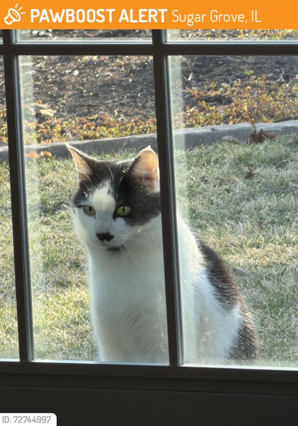 Found/Stray Female Cat last seen Bliss and Windsor road, Sugar Grove, IL 60554