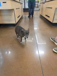 Found/Stray Unknown Dog last seen Sprouts at 3625 E Colfax, Denver, CO 80206