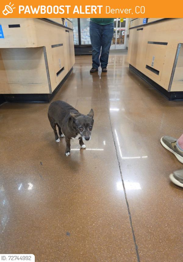 Found/Stray Unknown Dog last seen Sprouts at 3625 E Colfax, Denver, CO 80206