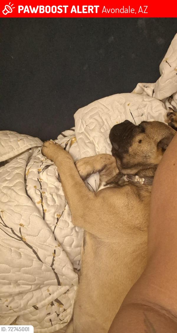 Lost Female Dog last seen 111th ave and hopist, Avondale, AZ 85323