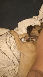 Lost Female Dog last seen 111th ave and hopist, Avondale, AZ 85323