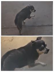 Found/Stray Female Dog last seen Ave S 30th st east Palmdale , Palmdale, CA 93551