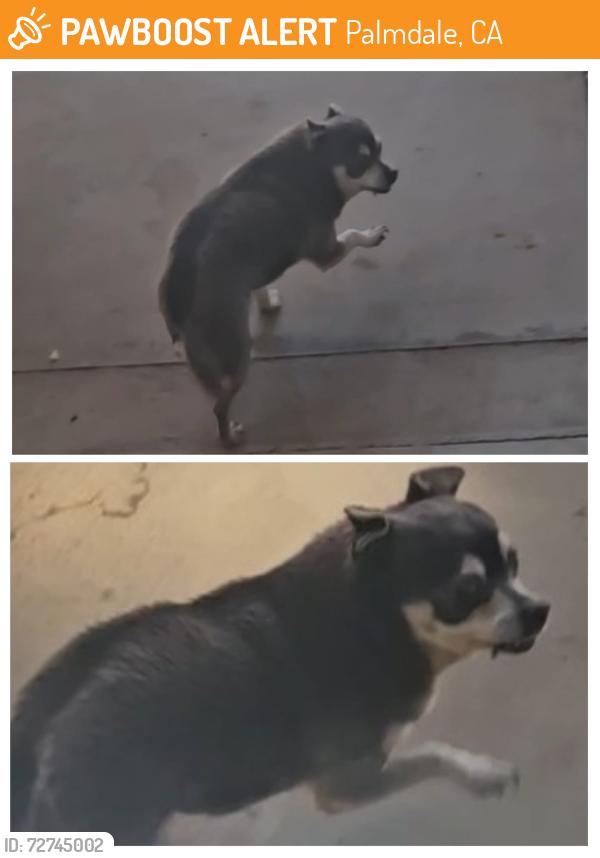 Found/Stray Female Dog last seen Ave S 30th st east Palmdale , Palmdale, CA 93551