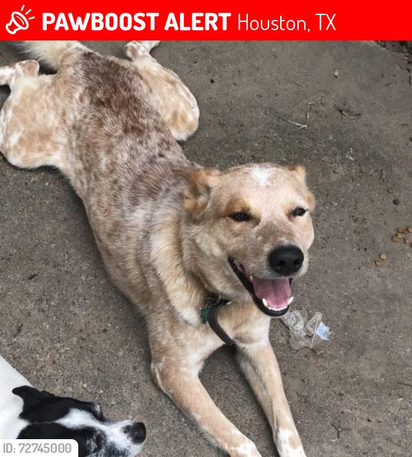 Lost Male Dog last seen Cobbleton, Houston, TX 77034