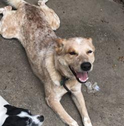 Lost Male Dog last seen Cobbleton, Houston, TX 77034