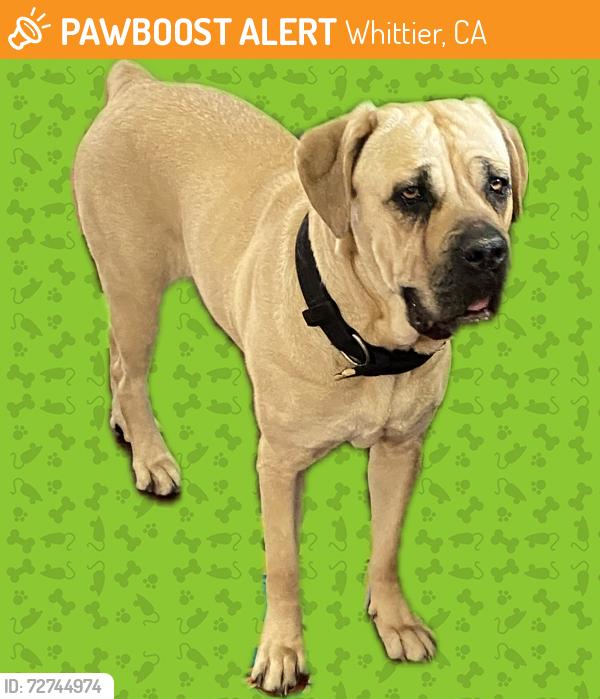 Found/Stray Female Dog last seen Sorensen Park, Whittier, CA 90606