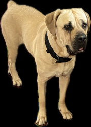 Found/Stray Female Dog last seen Sorensen Park, Whittier, CA 90606