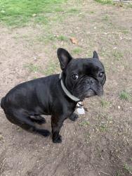 Lost Male Dog last seen Soward , Weatherford, TX 76086