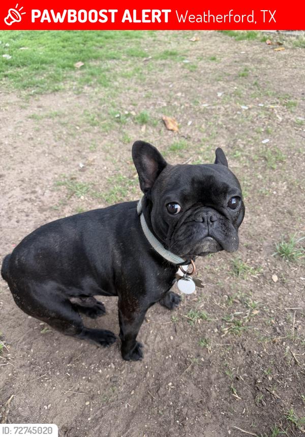 Lost Male Dog last seen Soward , Weatherford, TX 76086