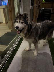 Found/Stray Unknown Dog last seen Landes Way and Armandi Way, Rancho Cordova, CA 95742