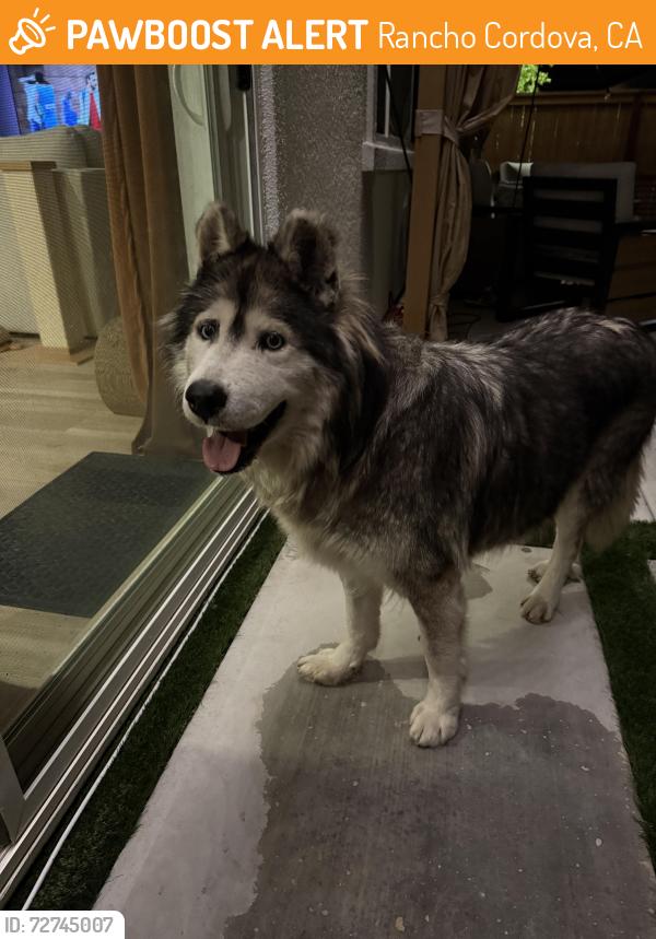 Found/Stray Unknown Dog last seen Landes Way and Armandi Way, Rancho Cordova, CA 95742