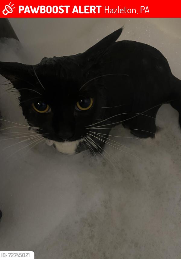 Lost Female Cat last seen Beach St Park, Hazleton, PA 18201