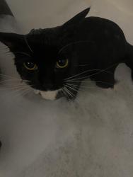 Lost Female Cat last seen Beach St Park, Hazleton, PA 18201