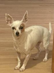 Lost Female Dog last seen running in front of hses, Chicago, IL 60623