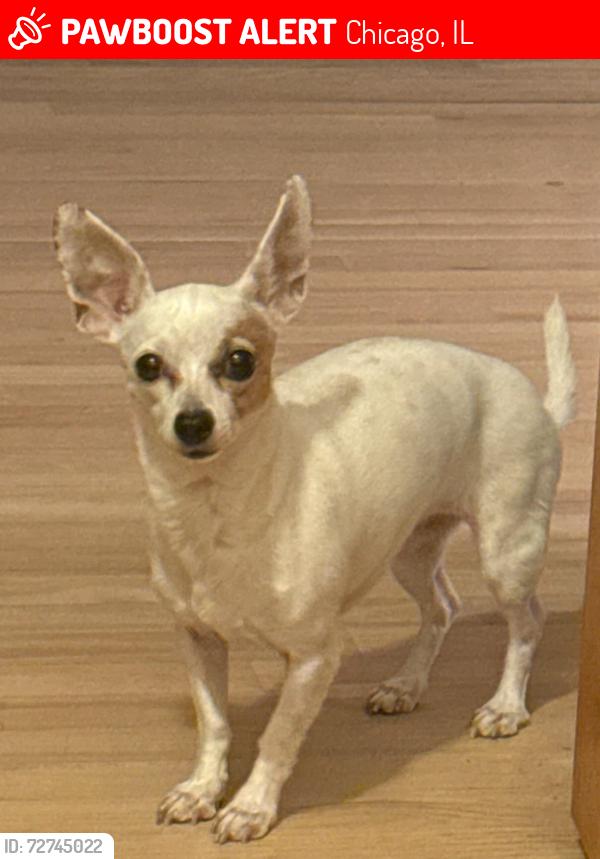 Lost Female Dog last seen running in front of hses, Chicago, IL 60623