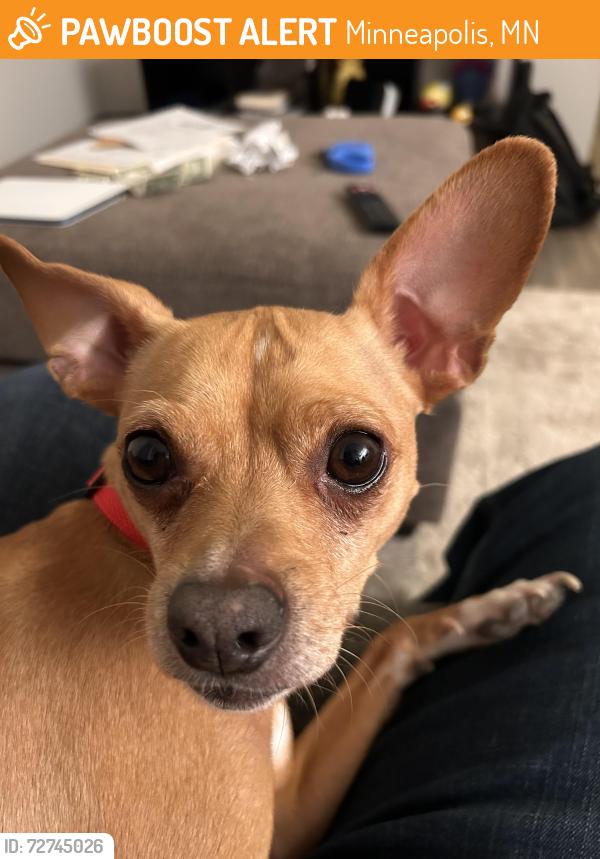 Found/Stray Male Dog last seen Newton Ave N, Minneapolis, MN 55412