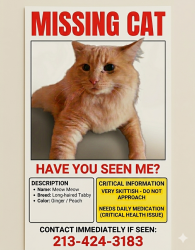 Lost Male Cat last seen Talavera commu ity, Indio, CA 92203