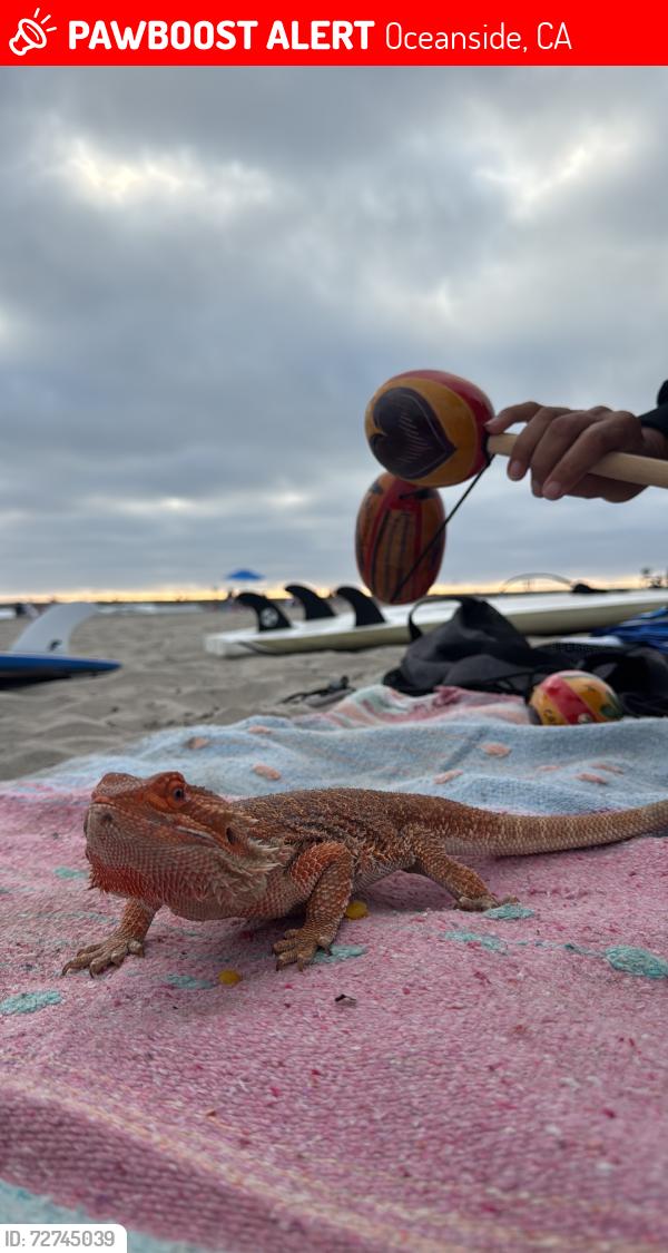Lost Male Reptile last seen Near target, ross, mcdonalds, Oceanside, CA 92057