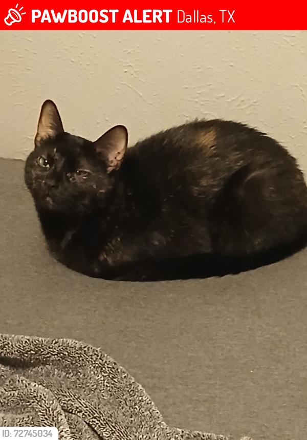 Lost Female Cat last seen JJ Lemmon Park Area (Rust College Dr75241), Dallas, TX 75241
