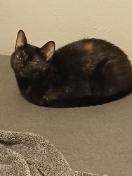 Lost Female Cat last seen JJ Lemmon Park Area (Rust College Dr75241), Dallas, TX 75241