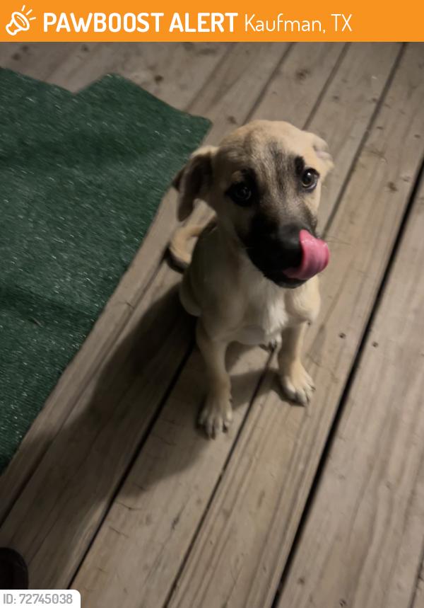 Found/Stray Male Dog last seen Highway 34, Kaufman, TX 75142