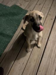 Found/Stray Male Dog last seen Highway 34, Kaufman, TX 75142